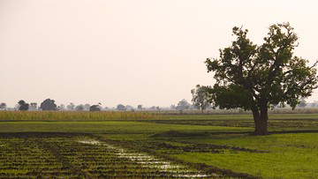 Green field with a tree