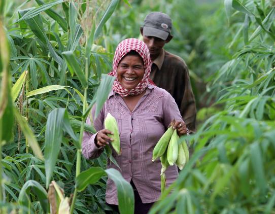 Female farmer with corn crops