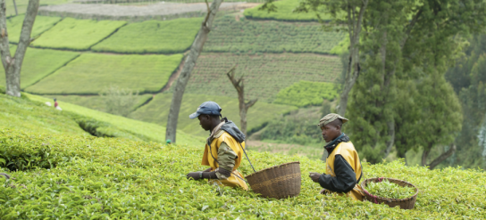 Farmers harvesting in a field